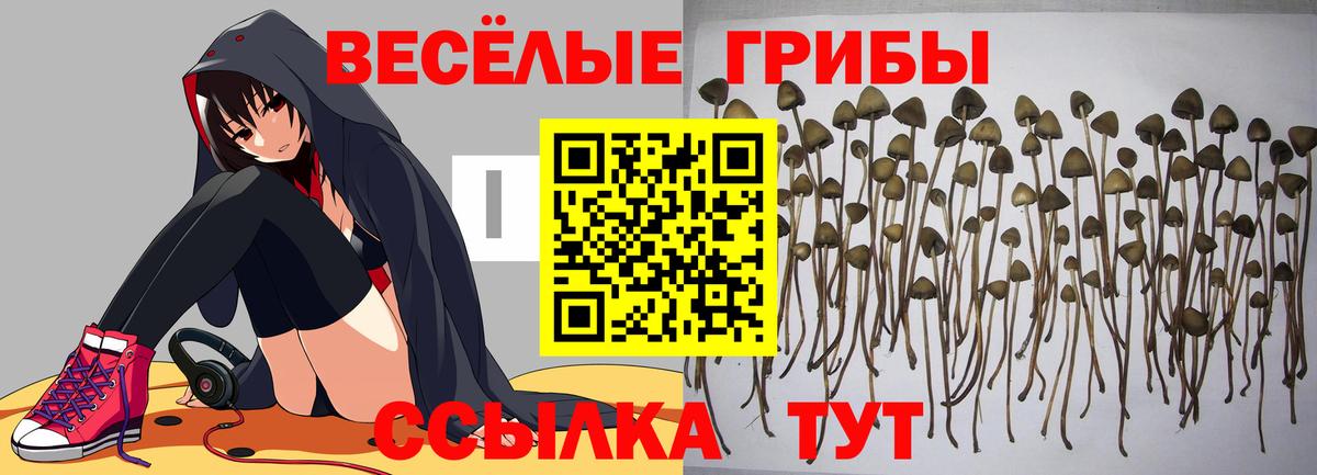 Псилоцибиновые грибы GOLDEN TEACHER  Псилоцибиновые грибы GOLDEN TEACHER  Тамбов  Вход с VPN 